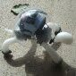 robot zabawka Tortoise